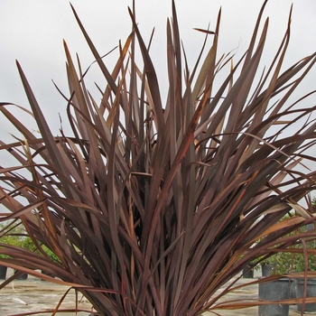 Phormium 'Amazing Red' 