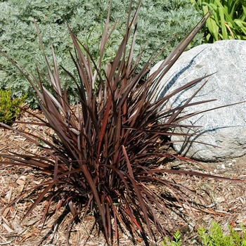 Phormium tenax 'Jack Spratt' 