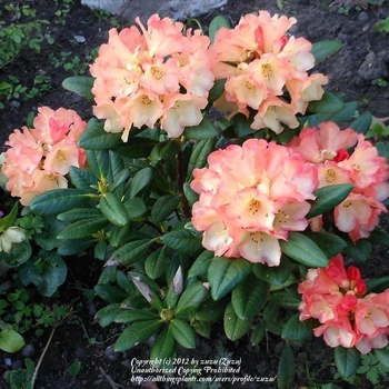 Rhododendron 'Seaview Sunset'