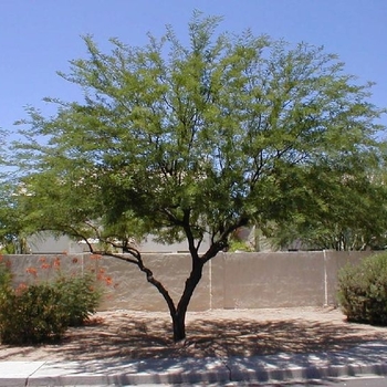 Prosopis chilensis