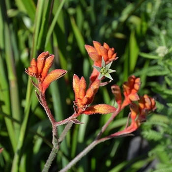Anigozanthos 'Amber Velvet'