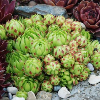 Sempervivum 'Key Lime Kiss™'