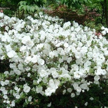Rhododendron Linwood hybrid 'Hardy Gardenia'
