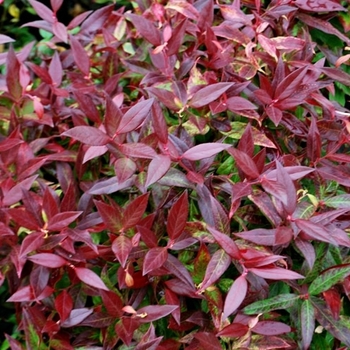 Leucothoe fontanesiana 'Zeblid' USPP25433P2