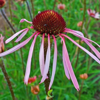 Echinacea pallida