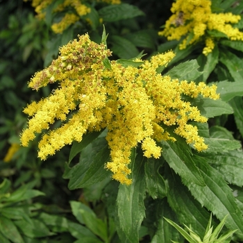 Solidago canadensis 'Little Miss Sunshine' 