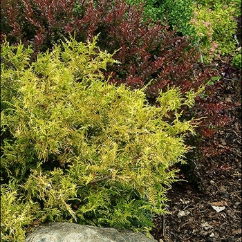 Chamaecyparis pisifera 'Vintage Gold'