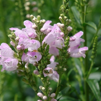 Physostegia virginiana 'Pink Manners' PP23482