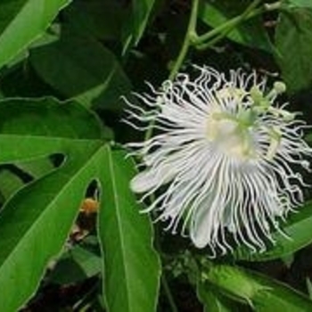 Passiflora incarnata