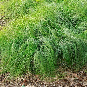 Carex pensylvanica