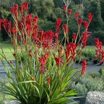 Anigozanthos 'Ramboball' PP20271