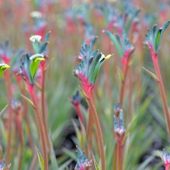 Anigozanthos 'Backdraft'