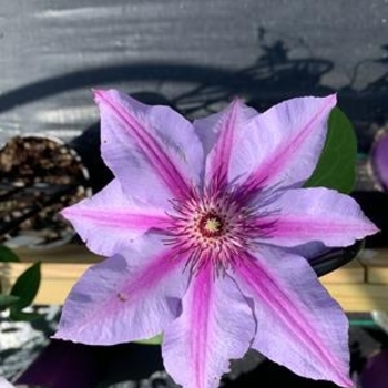 Clematis 'Candy Stripe'