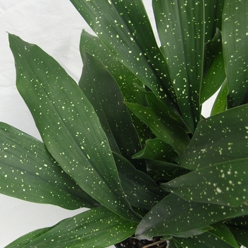Aspidistra elatior 'Milky Way'