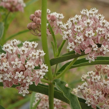 Asclepias fascicularis