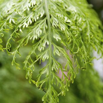 Asplenium bulbiferum