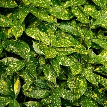 Aucuba japonica 'Variegata' 