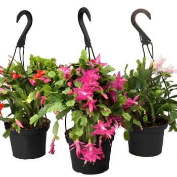 Mammillaria eichlamii