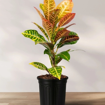 Codiaeum 'Multiple Varieties'