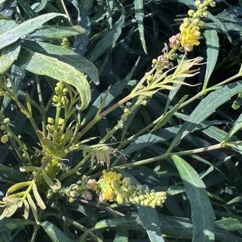 Mahonia japonica