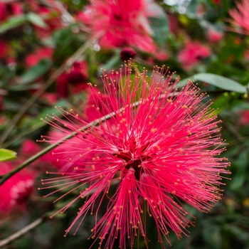 Calliandra brevipes