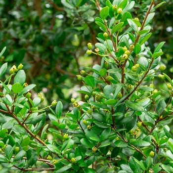 Myrcianthes fragrans