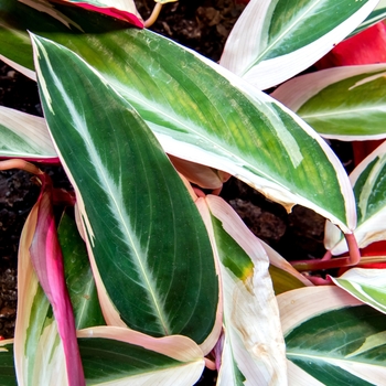 Stromanthe sanguinea