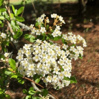 Viburnum obovatum 'Densa'