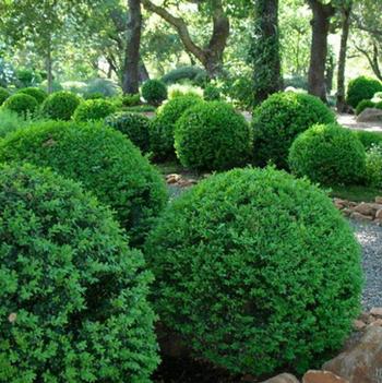 Buxus microphylla 'Faulkner'