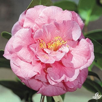 Camellia japonica 'Ack-Scent'