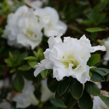 Rhododendron Satsuki hybrid 'Gumpo White'