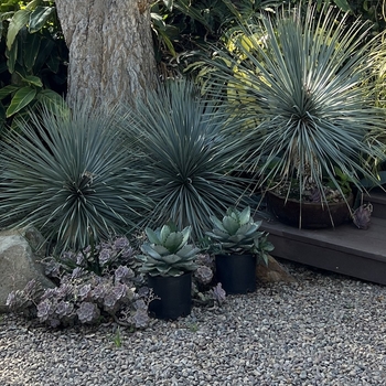 Yucca 'Blue Sentry'