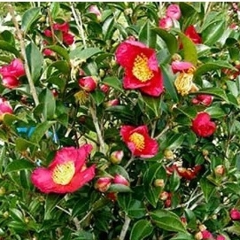 Camellia sasanqua 'Yuletide'
