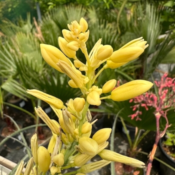 Hesperaloe parviflora 'Yellow Sun' 