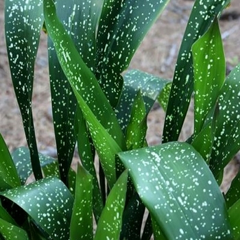 Aspidistra elatior 'Milky Way' 