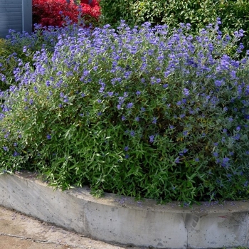 Salvia chamaedryoides