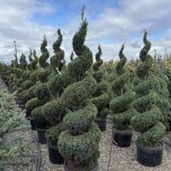 Juniperus chinensis 'Blue Point Spiral'