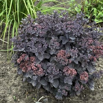 Sedum Rock 'N Grow® 'Back in Black' (311230)