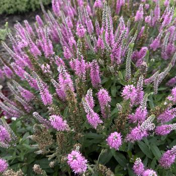 Veronica 'Pink Potion' PP29681, Can PBRAF