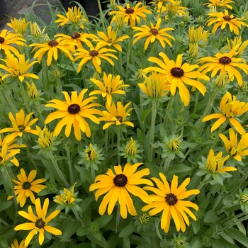 Rudbeckia 'Glitters Like Gold'