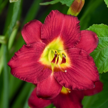Hemerocallis 'Pardon Me'