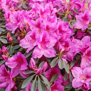 Rhododendron 'Formosa Lavender'