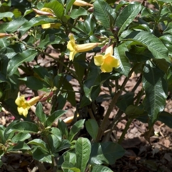 Allamanda cathartica 'Compacta' 