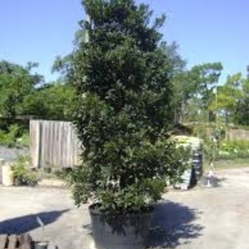 Elaeocarpus decipiens