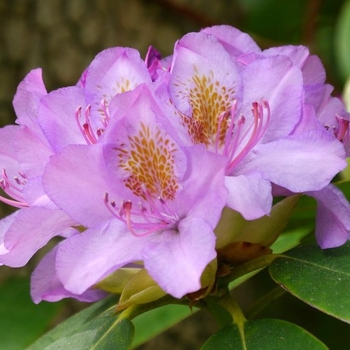 Rhododendron 'English Roseum'