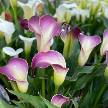 Zantedeschia 'Nashville'