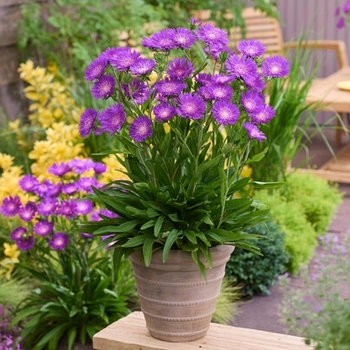 Stokesia laevis 'Stam01' PP36064