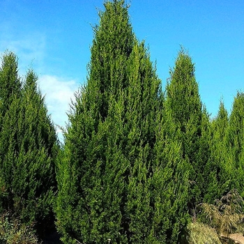 Juniperus virginiana 'Brodie'