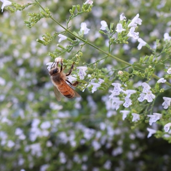 Calamintha nepeta ssp. glandulosa 'White Cloud' 