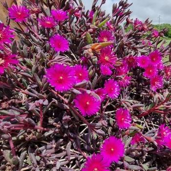 Delosperma '21-17' PPAF